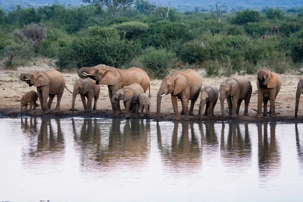 Стадо Африканских Слонов Пьет Грязной Водной Дыре Южно Африканский Национальный — стоковое фото