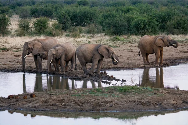 Een Kudde Van Afrikaanse Olifanten Drinken Een Modderige Waterhole Zuid — Stockfoto