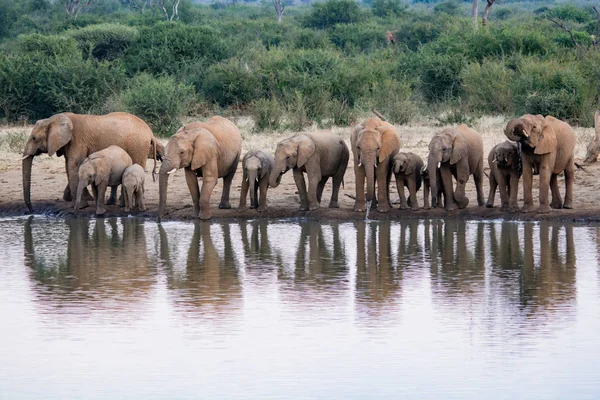 Una Manada Elefantes Africanos Bebiendo Pozo Agua Fangoso Parque Nacional —  Fotos de Stock