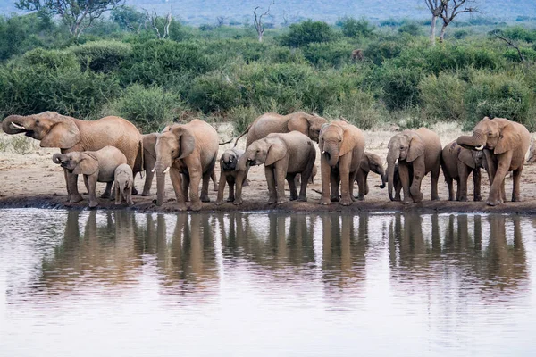 Una Mandria Elefanti Africani Che Bevono Una Pozza Acqua Fangosa — Foto Stock