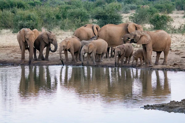 Una Manada Elefantes Africanos Bebiendo Pozo Agua Fangoso Parque Nacional —  Fotos de Stock
