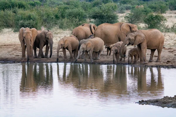 Una Manada Elefantes Africanos Bebiendo Pozo Agua Fangoso Parque Nacional —  Fotos de Stock