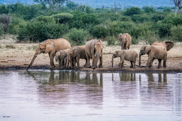 Una Manada Elefantes Africanos Bebiendo Pozo Agua Fangoso Parque Nacional —  Fotos de Stock