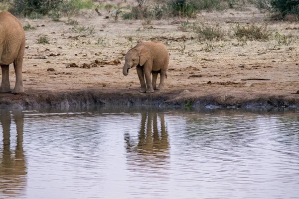 Stado Słoni Afrykańskich Picia Błotnistej Waterhole Park Narodowy Republiki Południowej — Zdjęcie stockowe