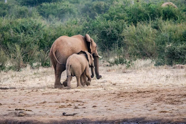 Baby Elephant Matką Park Narodowy Republice Południowej Afryki — Zdjęcie stockowe