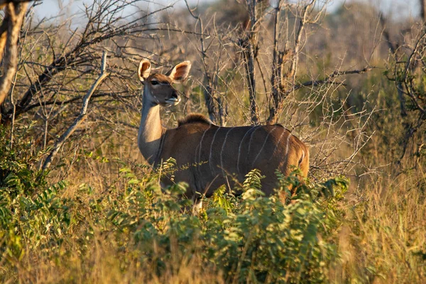 Egy Női Kudu Antilop Tragelaphus Strepsiceros Dél Afrikai Köztársaság — Stock Fotó