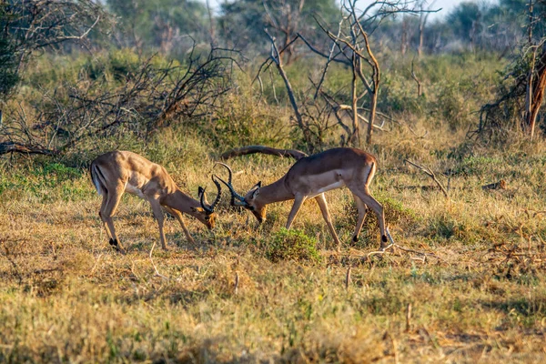 インパラ Aepyceros メラムプース 南アフリカ国立保護区 — ストック写真
