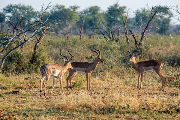 Impala Aepyceros Melampus National Reserve Sydafrika — Stockfoto