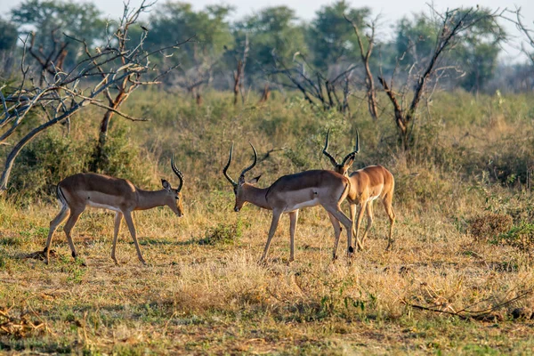 インパラ Aepyceros メラムプース 南アフリカ国立保護区 — ストック写真