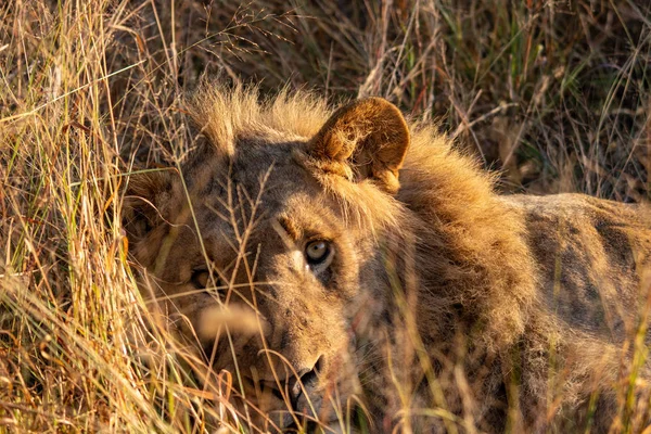 Λιοντάρι Στο Γρασίδι Νότια Αφρική — Φωτογραφία Αρχείου
