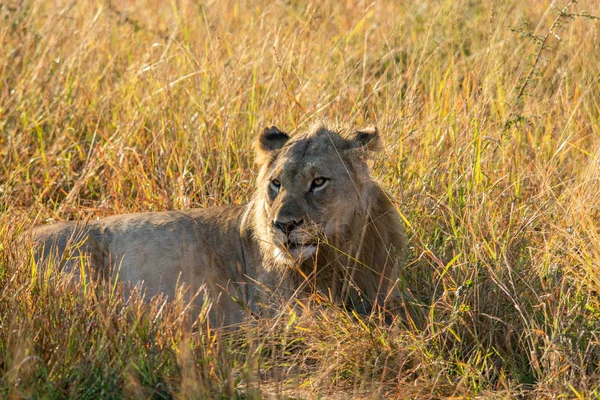 Λιοντάρι Στο Γρασίδι Νότια Αφρική — Φωτογραφία Αρχείου