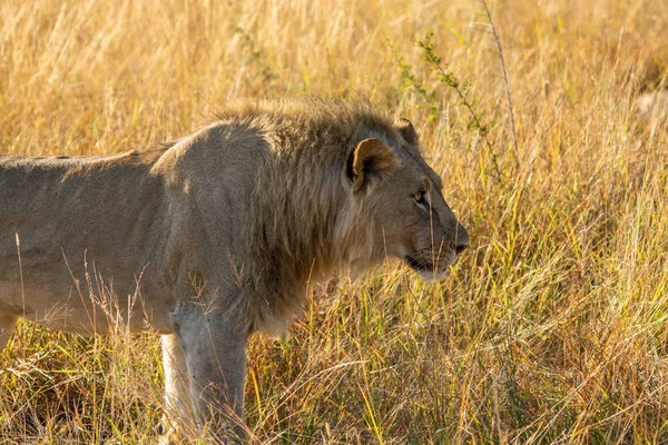 Lion Dans Herbe Afrique Sud — Photo