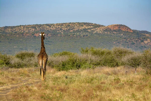 Giraffe Nationalpark Südafrika — Stockfoto