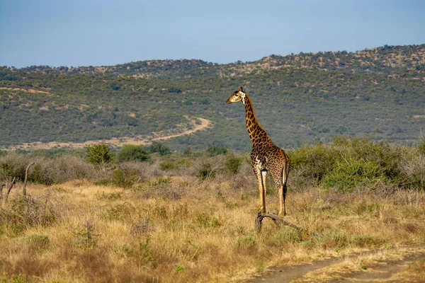 Zürafa National Park Güney Afrika — Stok fotoğraf