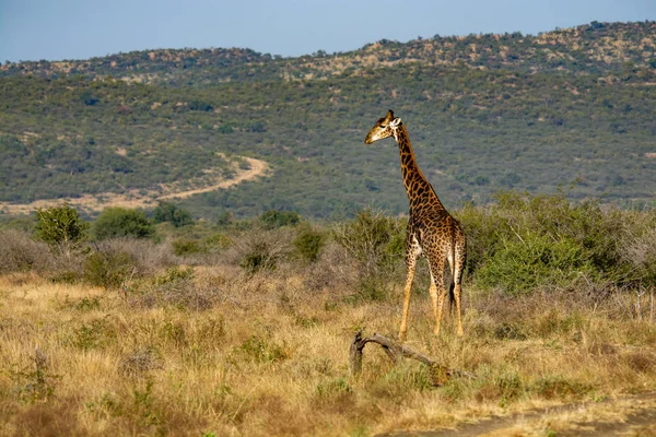 国立公園 南アフリカでキリン — ストック写真