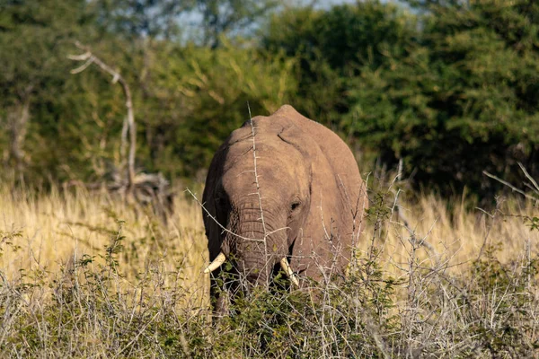 Elephant South Africa National Park — Stock Photo, Image