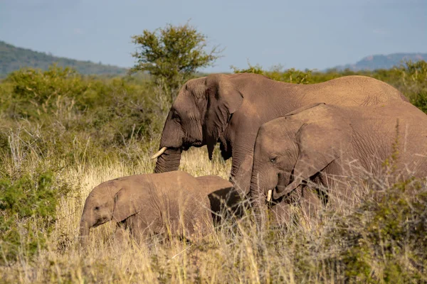 Baby Elephant Matką Park Narodowy Republice Południowej Afryki — Zdjęcie stockowe