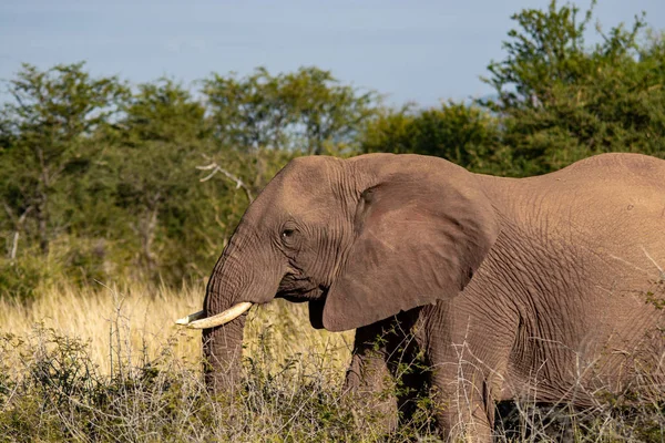 Olifant Zuid Afrika Nationaal Park — Stockfoto