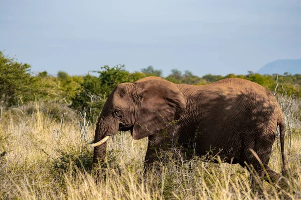 Elephant South Africa National Park — Stock Photo, Image