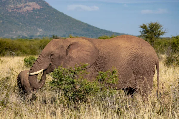 Olifant Baby Met Moeder Zuid Afrika Nationaal Park — Stockfoto