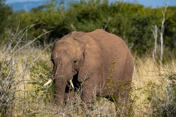 Elephant South Africa National Park — Stock Photo, Image