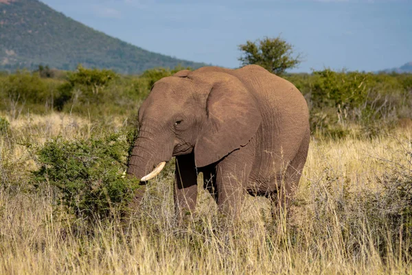 Slon Národním Parku Jižní Afrika — Stock fotografie