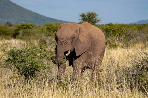 Olifant Zuid Afrika Nationaal Park — Stockfoto