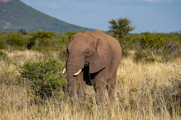 Olifant Zuid Afrika Nationaal Park — Stockfoto