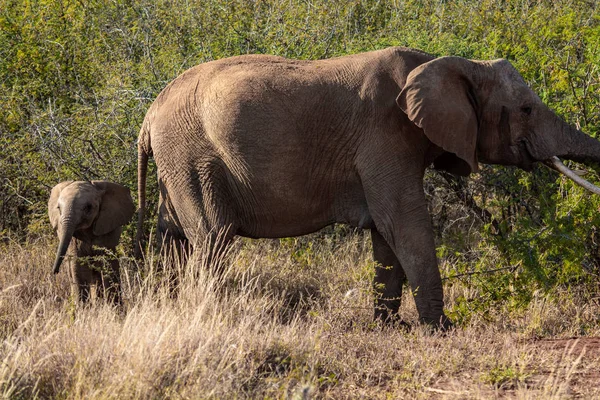 Baby Elephant Matką Park Narodowy Republice Południowej Afryki — Zdjęcie stockowe