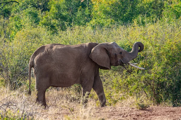 Ελέφαντας Νότιας Αφρικής Εθνικό Πάρκο — Φωτογραφία Αρχείου
