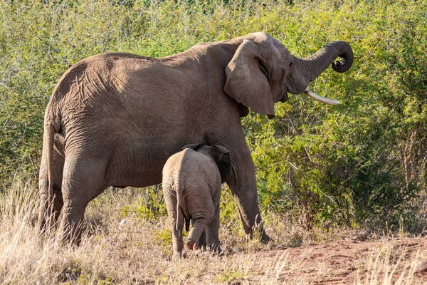Bébé Éléphant Avec Mère Dans Parc National Afrique Sud — Photo