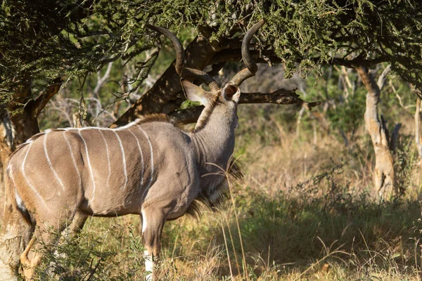 Antílope Macho Kudu Tragelaphus Strepsiceros África Sul — Fotografia de Stock