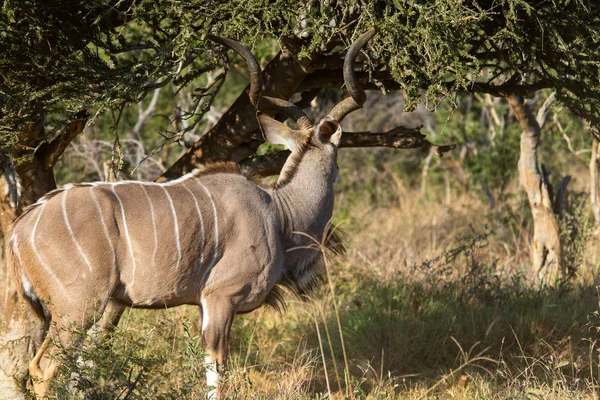 Kudu Tragelaphus Strepsiceros 공화국 — 스톡 사진