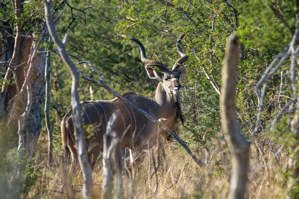 Mannelijke Koedoe Antilopen Tragelaphus Strepsiceros Zuid Afrika — Stockfoto