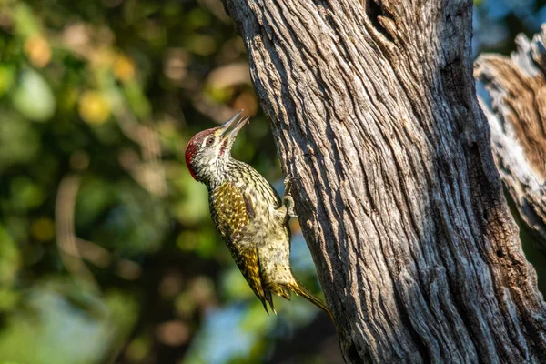 Golden Tailed Woodpecker Campethera Abingoni Single Bird Branch South Africa — Stock Photo, Image