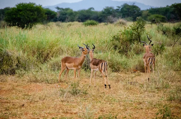 Impala Aepyceros Melampus Nemzeti Tartalékba Dél Afrikai Köztársaság — Stock Fotó