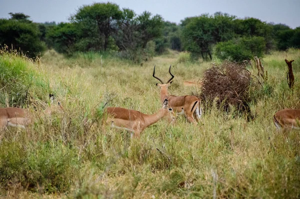 Impala Aepyceros Melampus Reserva Nacional Sudáfrica — Foto de Stock