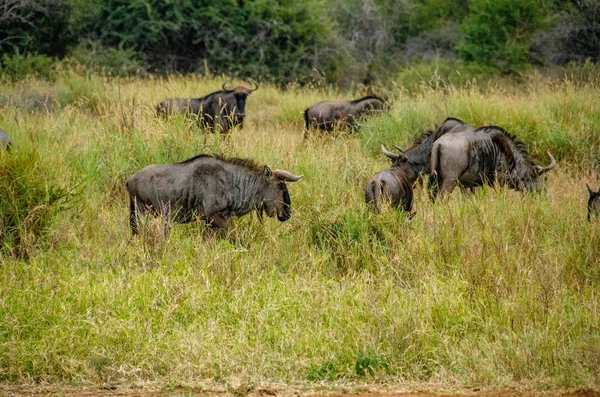 Wildebeest Connochaetes Taurinus Erba Avena Rossa Riserva Nazionale Sud Africa — Foto Stock