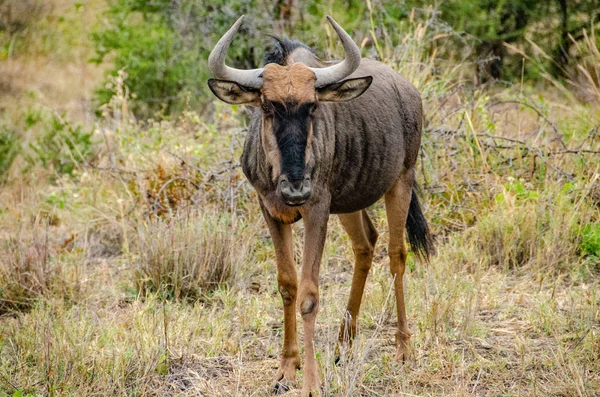 Gnoe Connochaetes Taurinus Rode Haver Gras National Reserve Zuid Afrika — Stockfoto