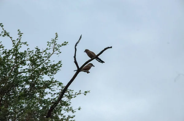 Walze Fliederbrust Walze Coracias Caudatus Nationalreservat Südafrika Coraciiformes Ordnung Coraciidae — Stockfoto