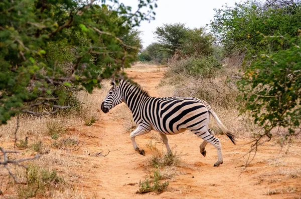 Namibya Güney Afrika Savana Vahşi Zebras — Stok fotoğraf