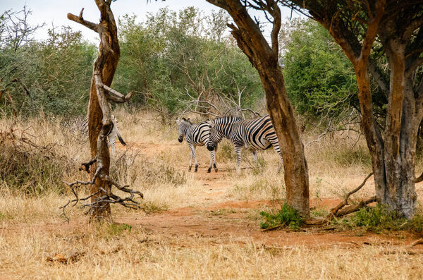 Wild zebras in the savannah of Namibia in South Africa