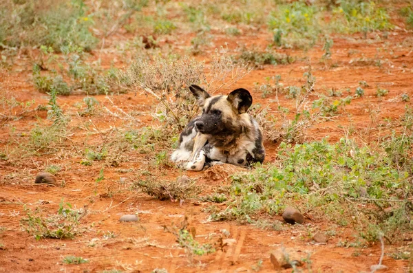 Afrikansk Vild Hund Nationalpark Sydafrika Lycaon Pictus Familie - Stock-foto