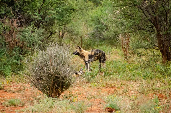 Perro Salvaje Africano Parque Nacional Sudáfrica Familia Lycaon Pictus — Foto de Stock