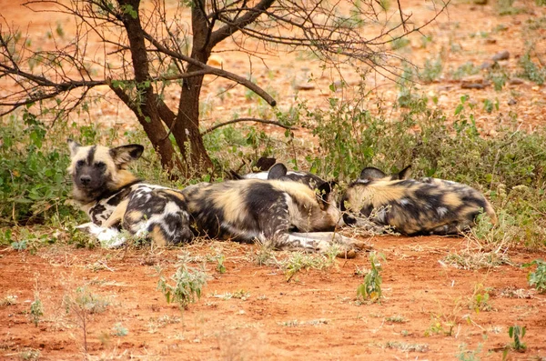 Perro Salvaje Africano Parque Nacional Sudáfrica Familia Lycaon Pictus — Foto de Stock