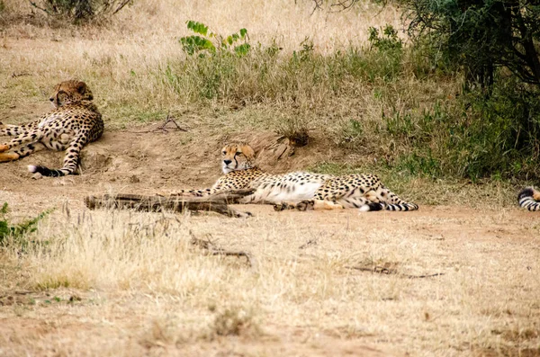 Gepard Přírodních Stanovišť Volně Žijících Živočichů Jižní Afrika — Stock fotografie