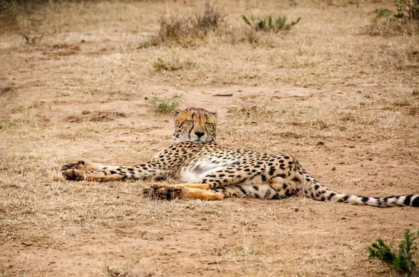 Gepard Přírodních Stanovišť Volně Žijících Živočichů Jižní Afrika — Stock fotografie