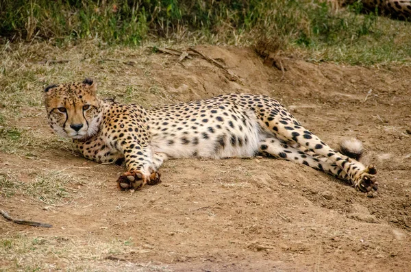 Cheetah Natural Habitat Wildlife África Sul — Fotografia de Stock