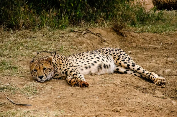 Cheetah Naturliga Livsmiljö Wildlife Sydafrika — Stockfoto