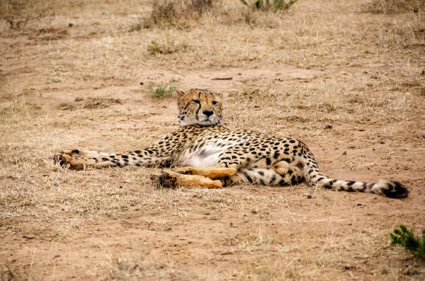 Gepárd Természetes Élőhely Wildlife Dél Afrikában — Stock Fotó